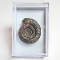 Dactylioceras Boxed Display Specimen Ammonite Fossil – Whitby Yorkshire Coast – Jurassic