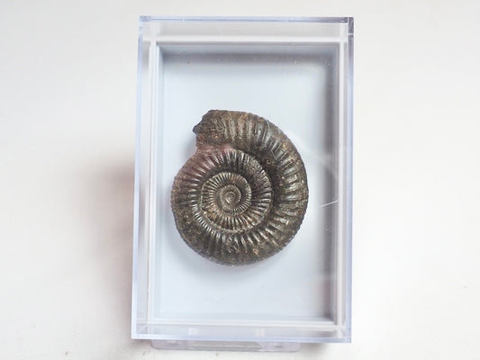 Dactylioceras Boxed Display Specimen