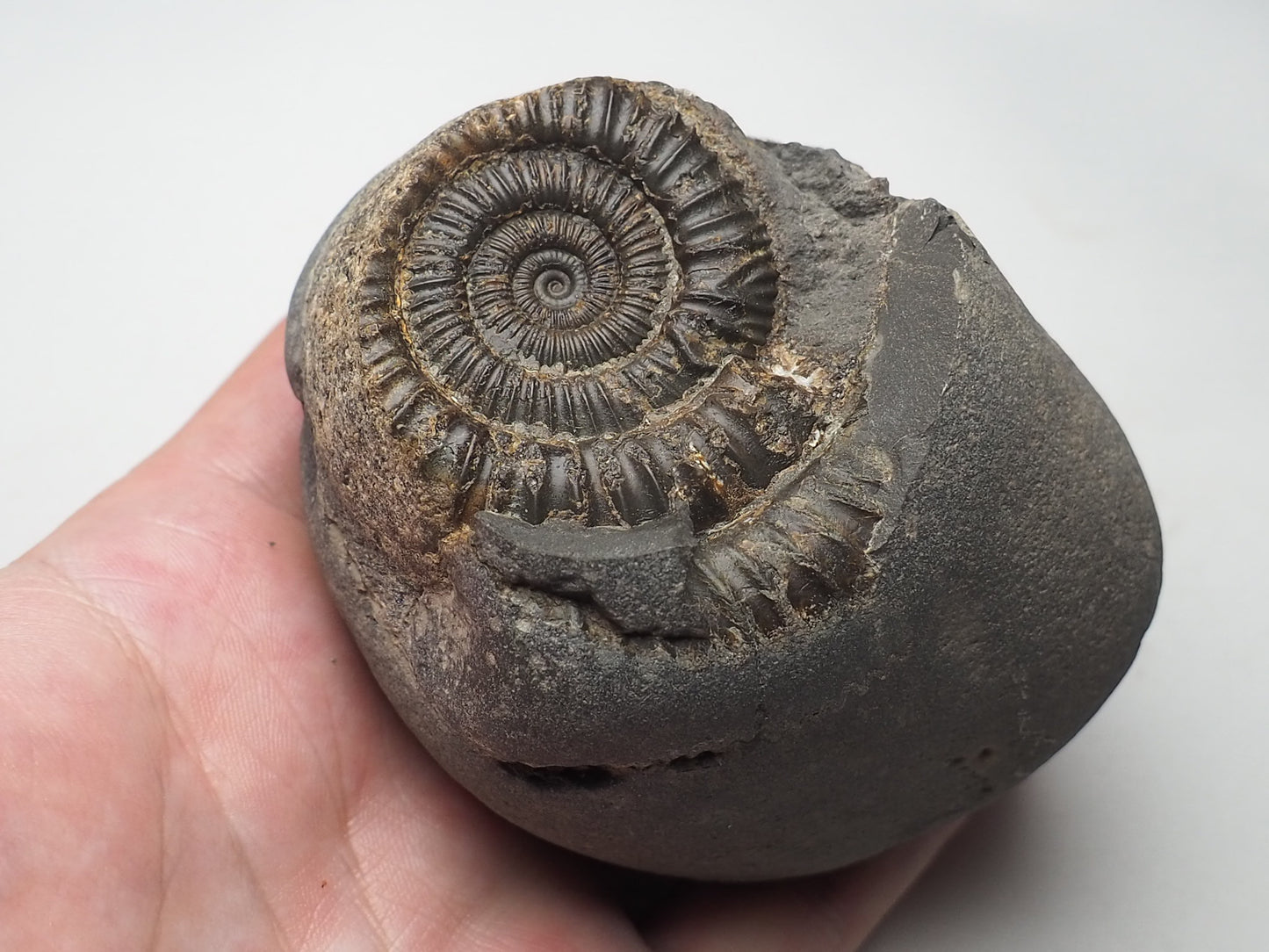 Ammonite