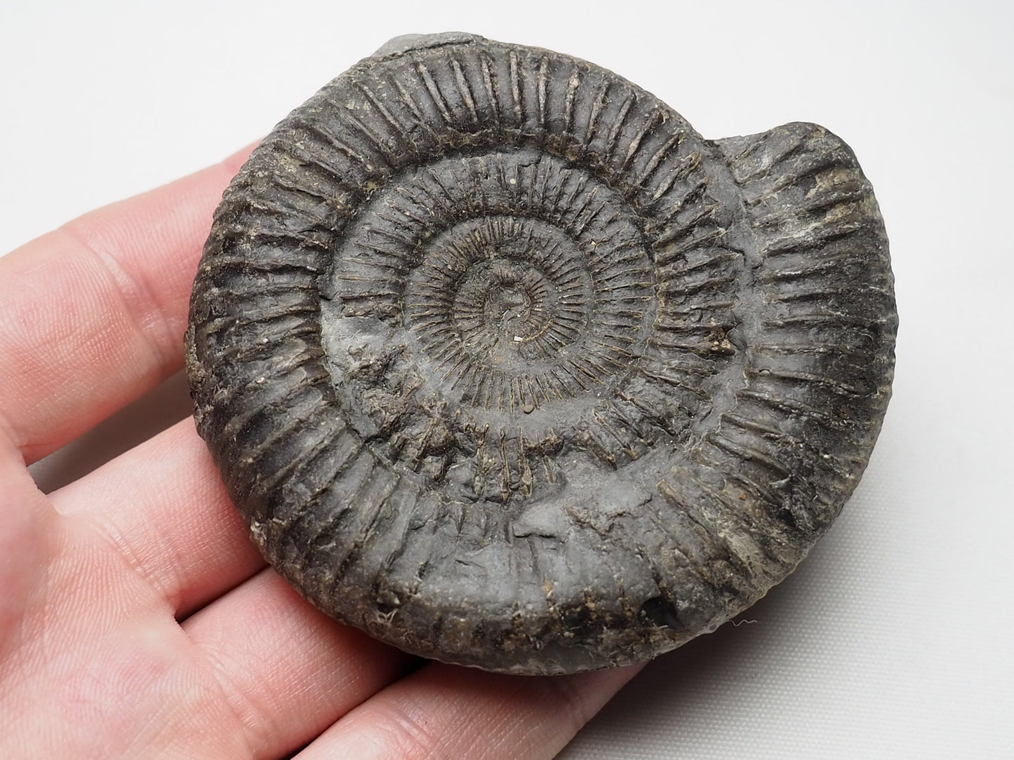 Ammonite