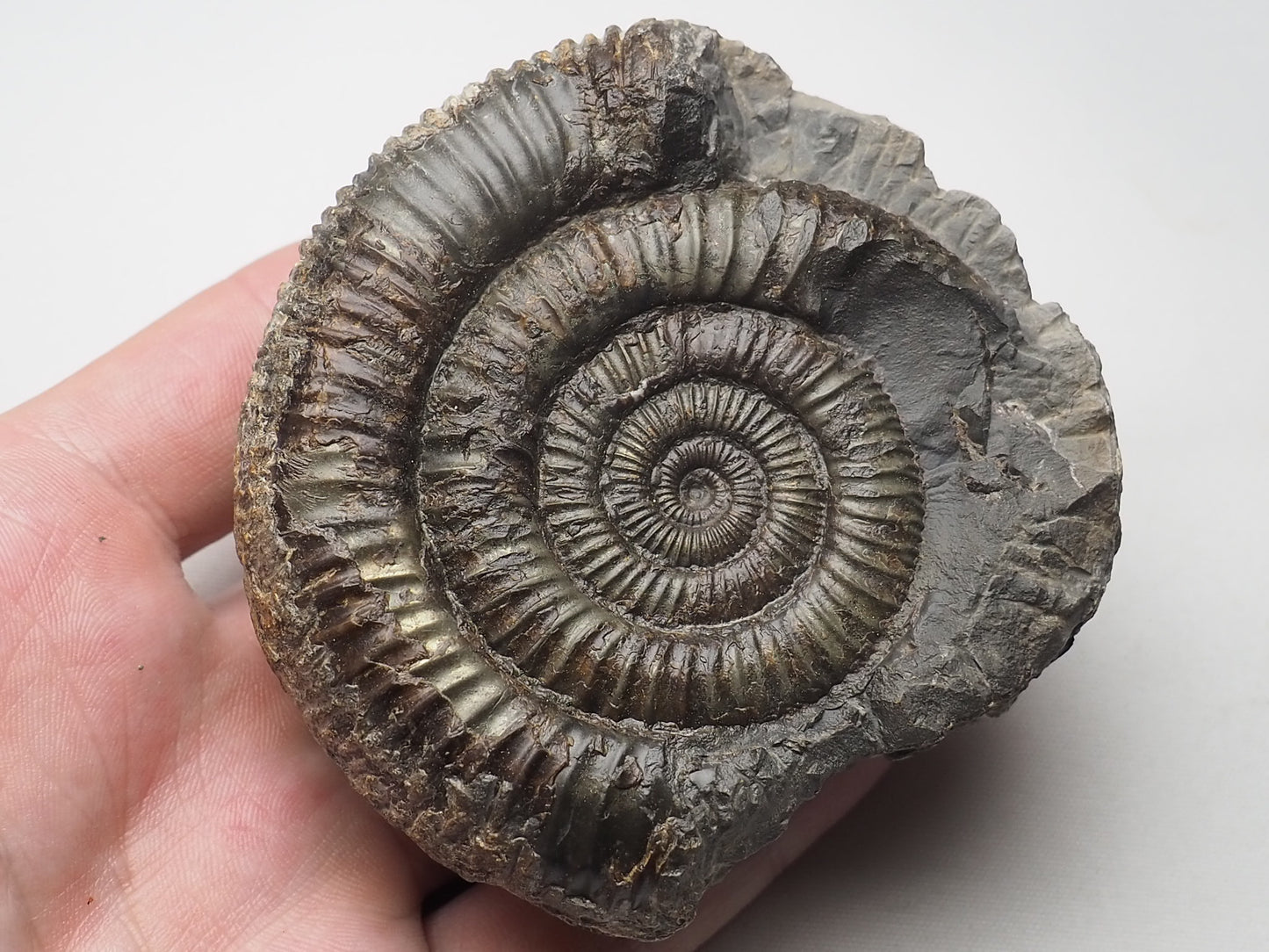 Ammonite