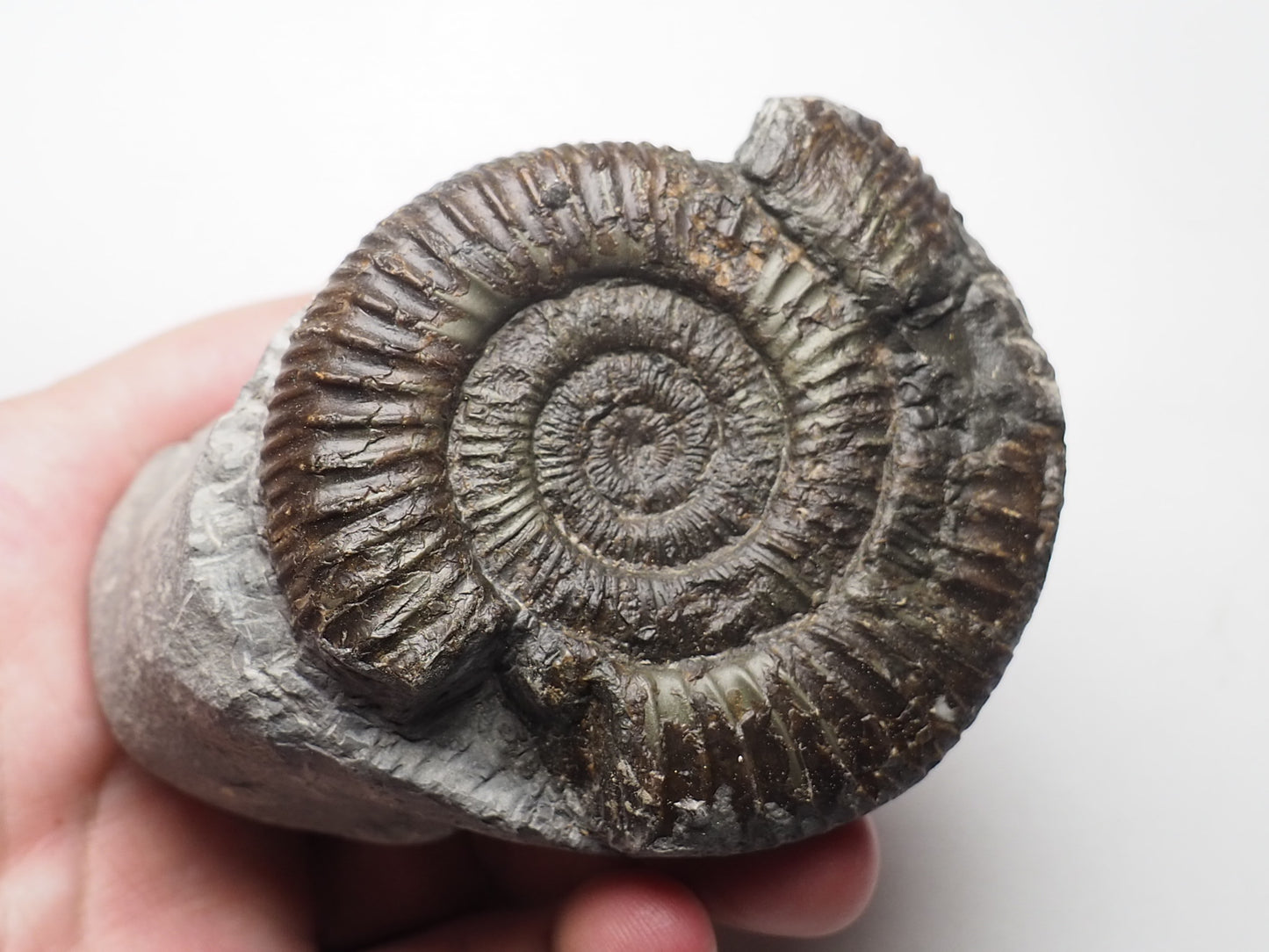 Ammonite