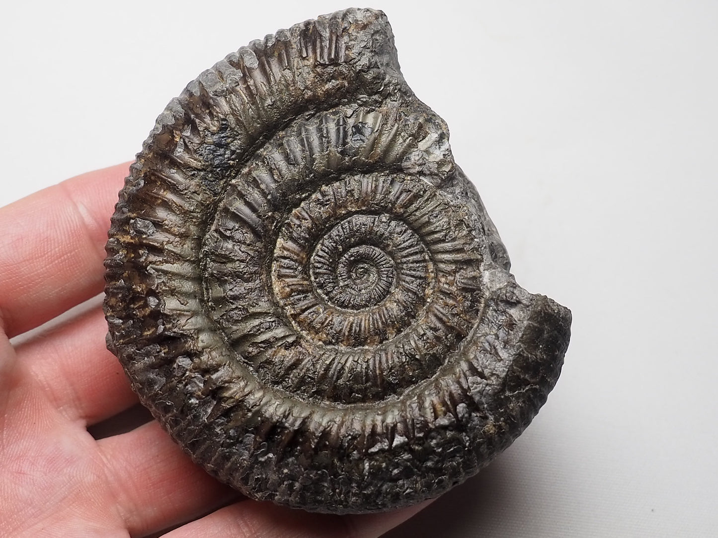 Ammonite