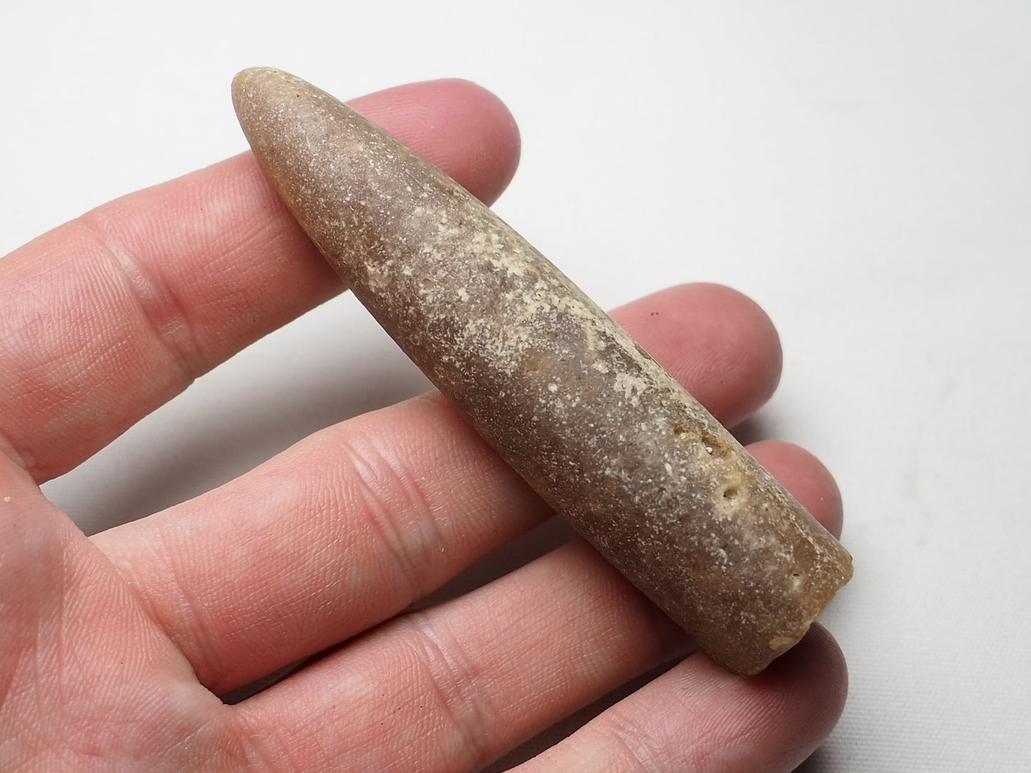 Belemnite