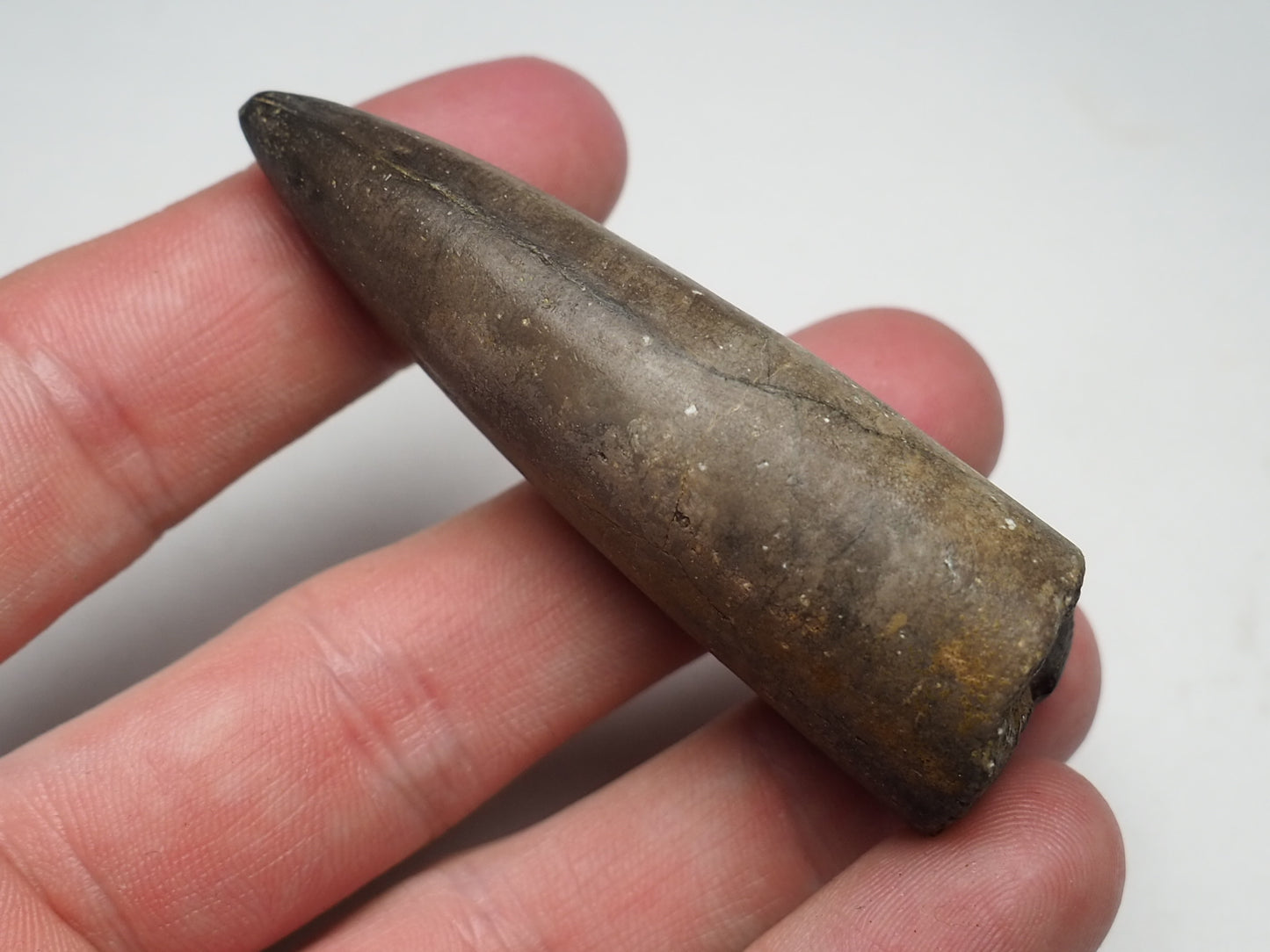 Belemnite