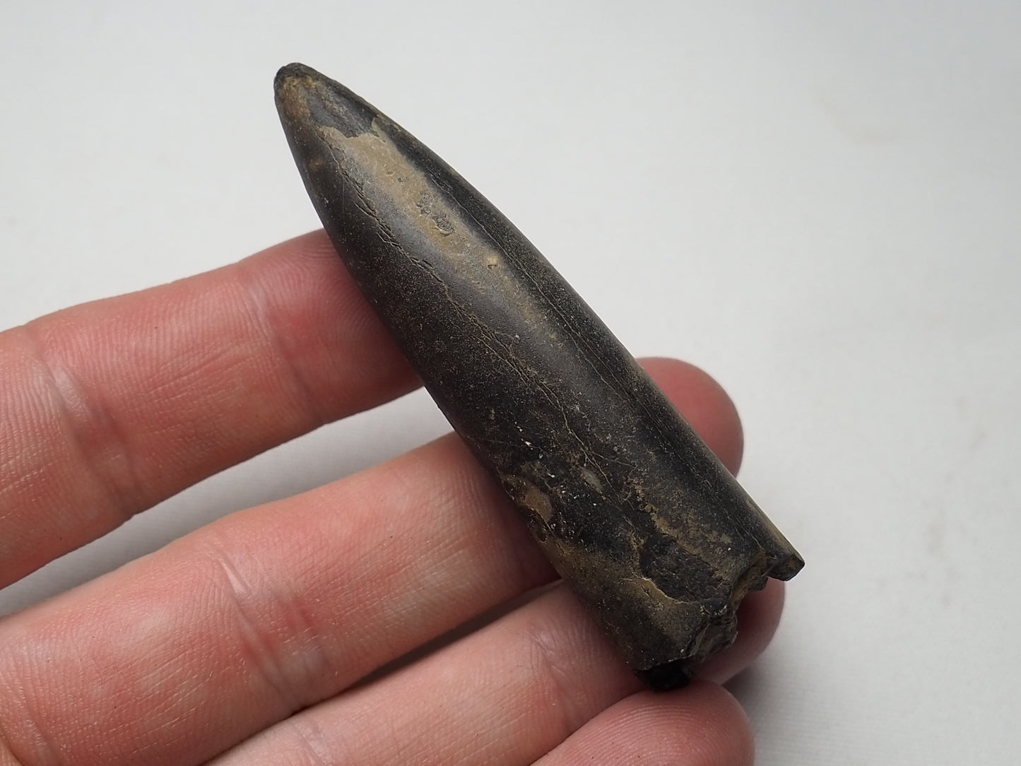 Belemnite