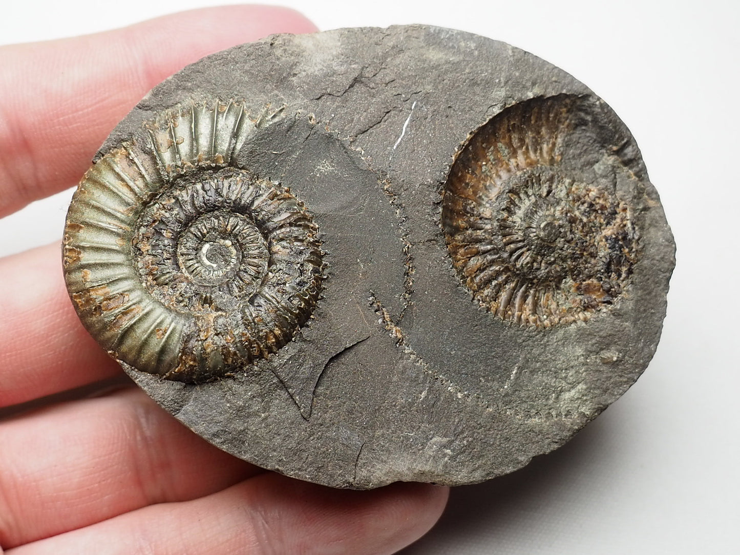 Ammonite