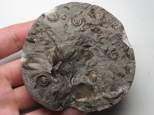 Ammonite imprints