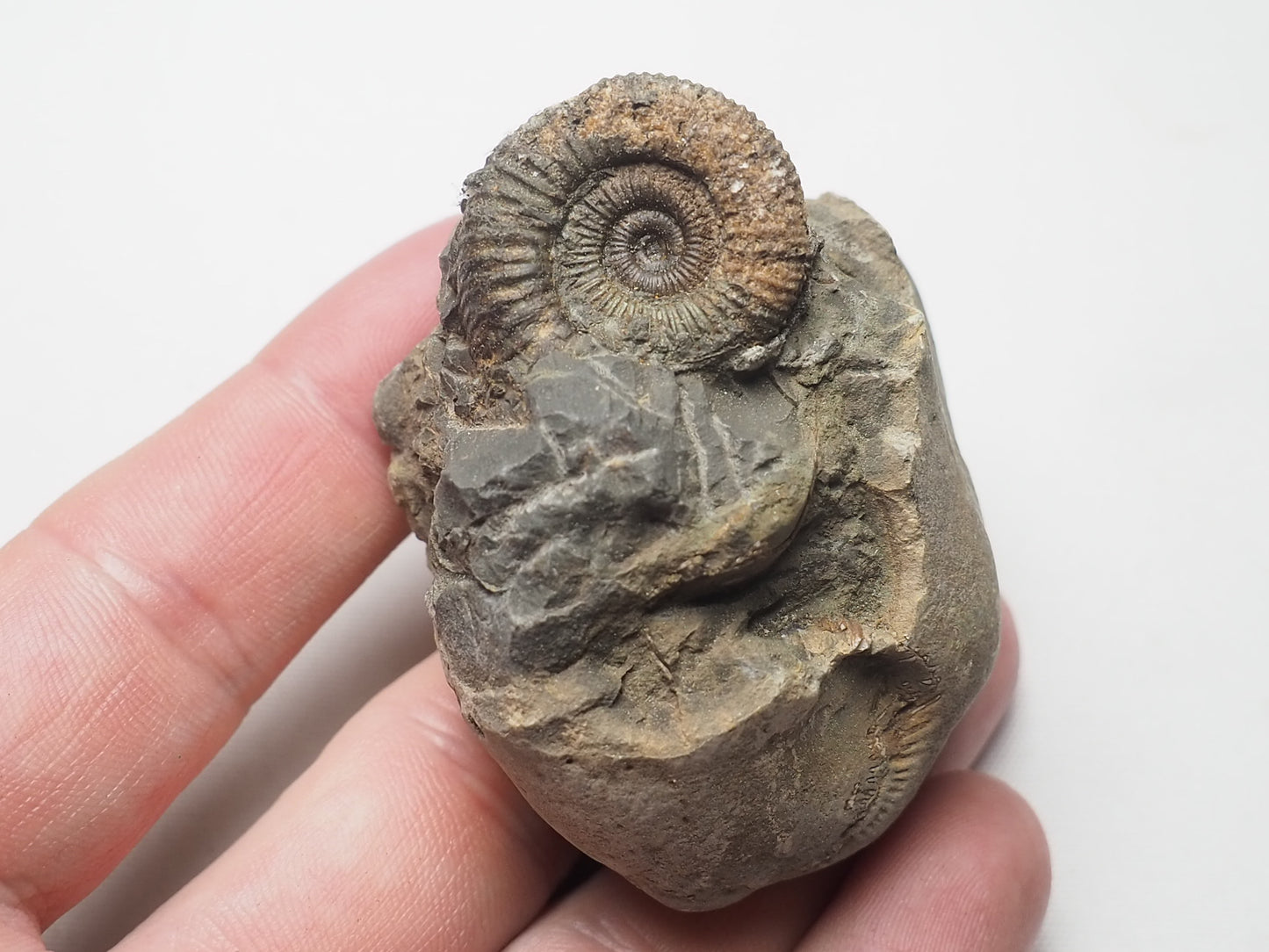 Ammonite