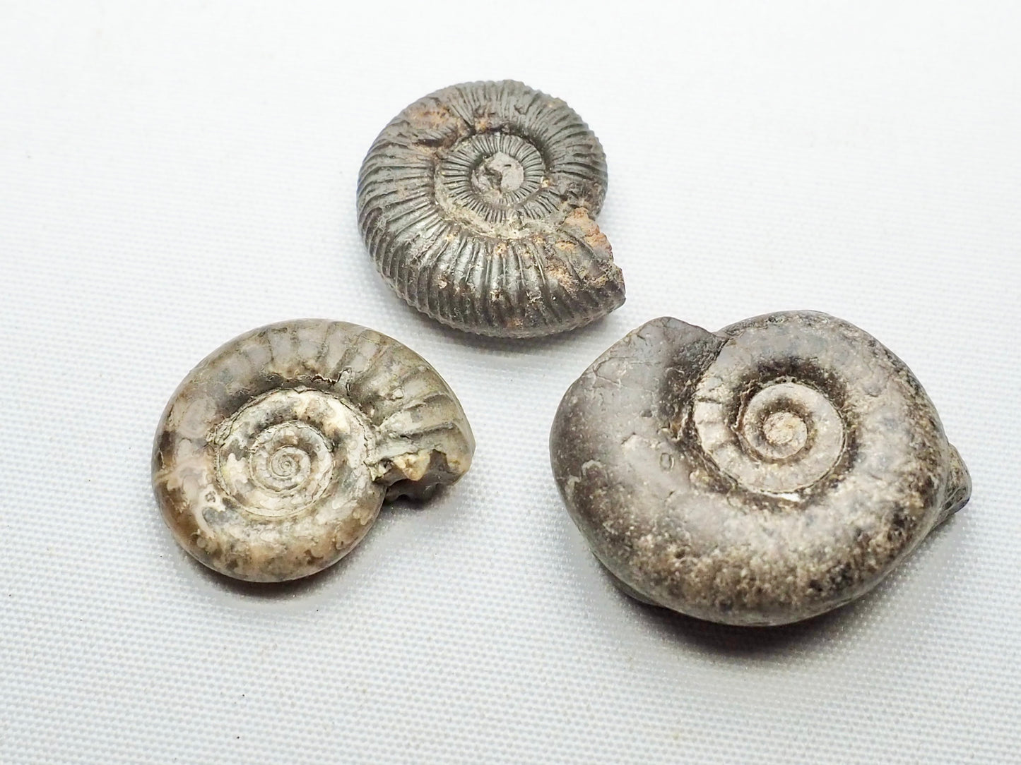 BuyAFossil Ammonite Trio - Grammoceras, Arnioceras, Dactylioceras