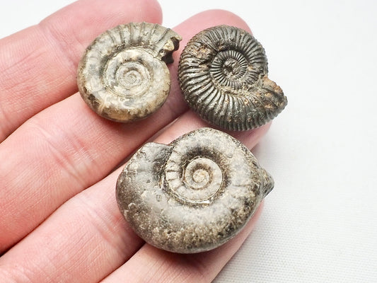 BuyAFossil Ammonite Trio - Grammoceras, Arnioceras, Dactylioceras