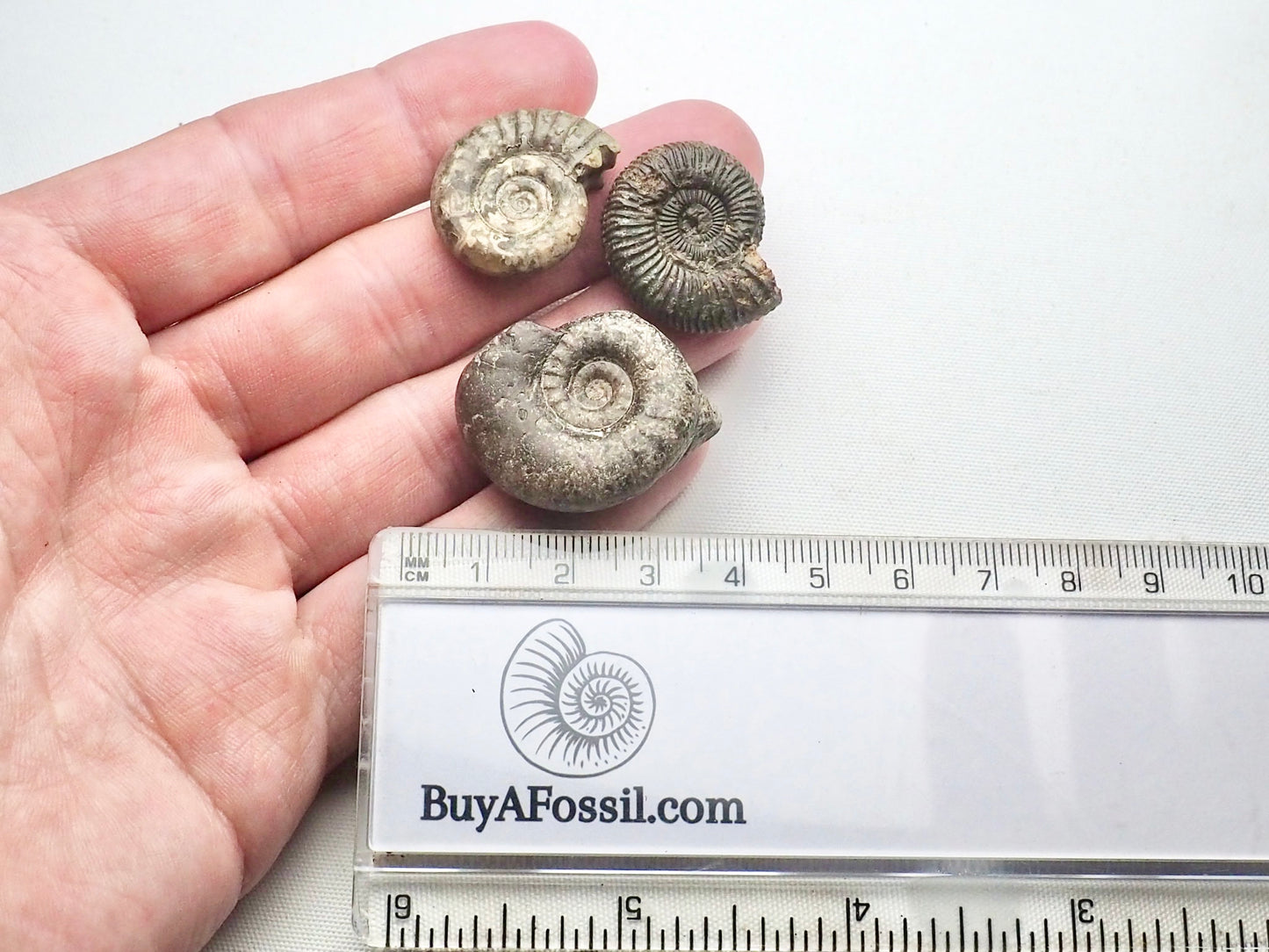 BuyAFossil Ammonite Trio - Grammoceras, Arnioceras, Dactylioceras