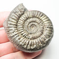 Dactylioceras Ammonite Whitby Fossil – Yorkshire Coast Jurassic