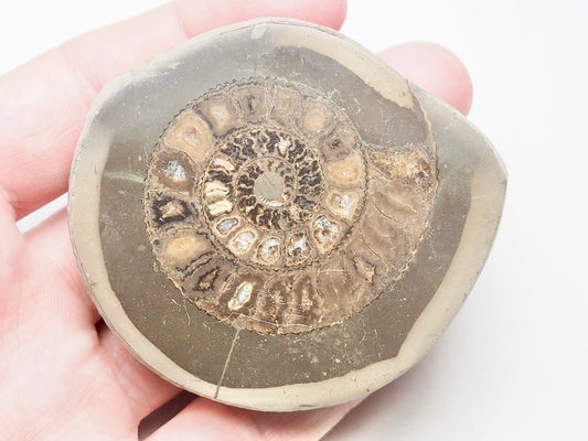 Cut and Polished Ammonite Dactylioceras