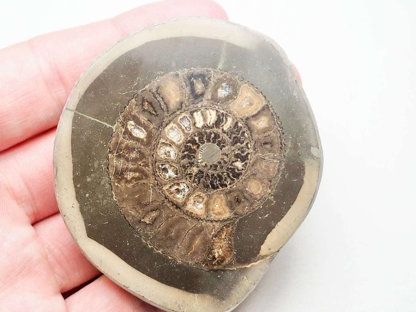 Cut and Polished Ammonite Dactylioceras