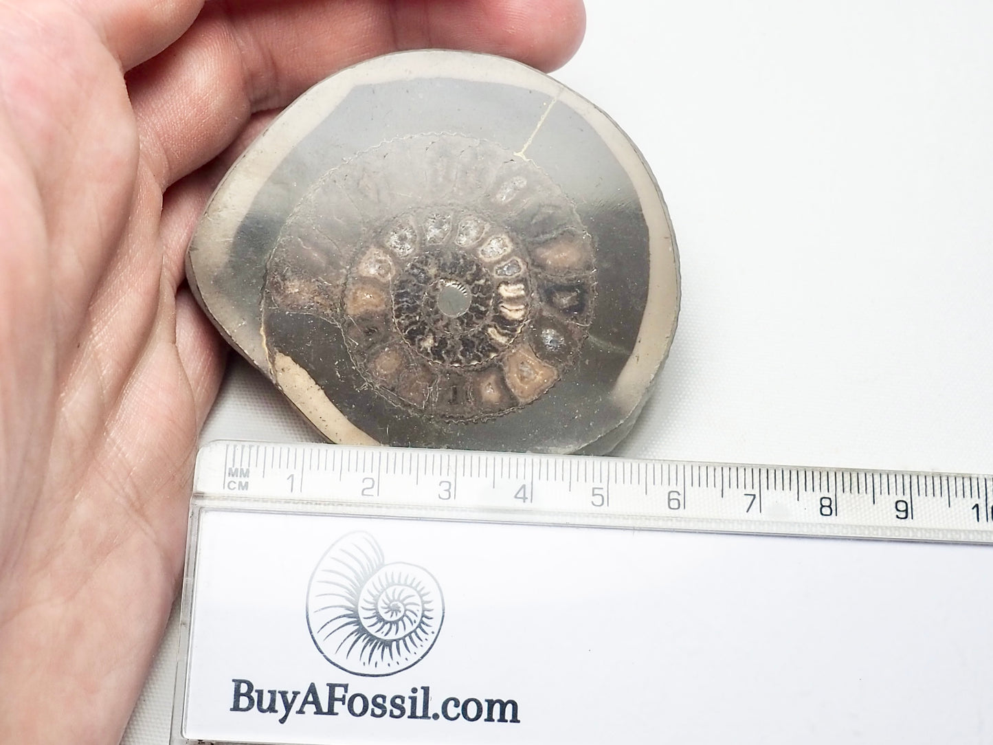 Cut and Polished Ammonite Dactylioceras