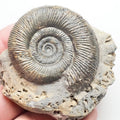 Semicelatum
Dactylioceras Ammonite Whitby Fossil – Yorkshire Coast Jurassic
