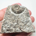 Whitby Asteroceras Ammonite Fossil – Yorkshire Coast Jurassic