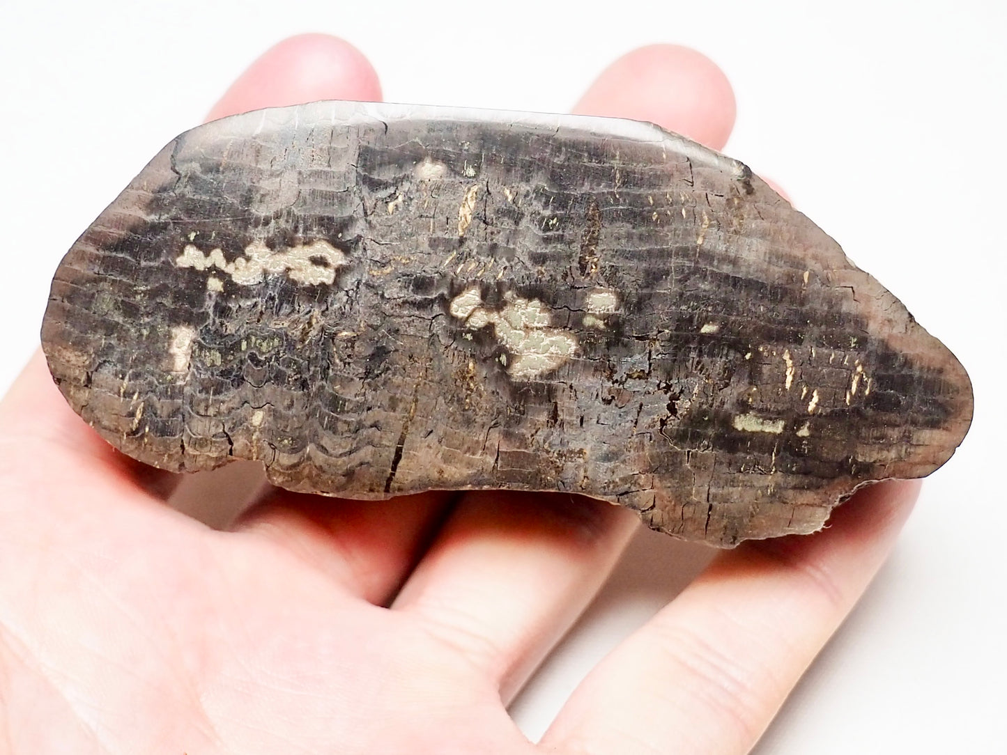 Polished Fossil Wood