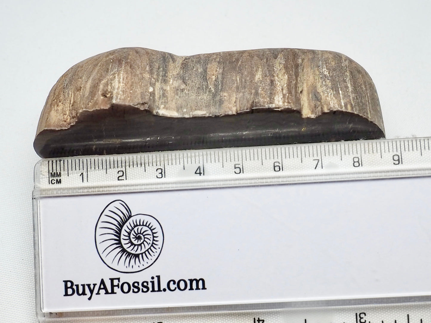 Polished Fossil Wood