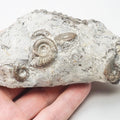 Arnioceras Ammonite Fossil for Sale – Whitby Yorkshire Coast Jurassic