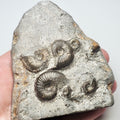 Eleganticeras Ammonite Fossil – Whitby Yorkshire Coast – Jurassic