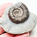 Catacoeloceras Ammonite Fossil – Whitby Yorkshire Coast – Jurassic