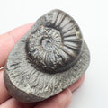 Asteroceras Ammonite Fossil – Whitby Yorkshire Coast – Jurassic