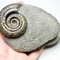 Hildoceras Ammonite Fossil – Whitby Yorkshire Coast – Jurassic
