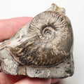 Ovaticeras ovatum