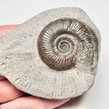 Semicelatum
Dactylioceras Ammonite Whitby Fossil – Yorkshire Coast Jurassic