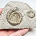 Tenuicostatum Dactylioceras Ammonite Fossil for Sale – Whitby Yorkshire Coast Jurassic