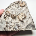 Eleganticeras Ammonite Fossil – Whitby Yorkshire Coast – Jurassic