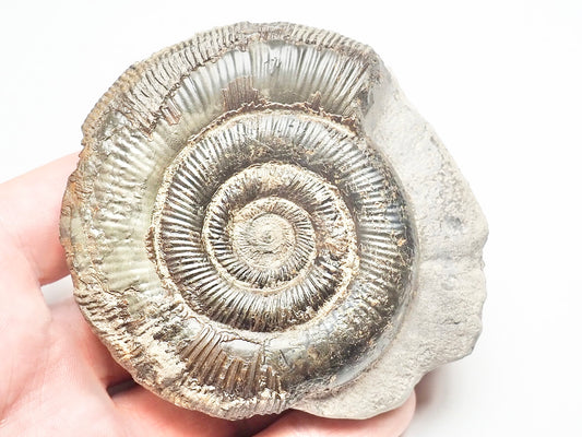 Dactylioceras Tenuicostatum