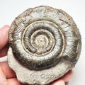 Tenuicostatum Dactylioceras Ammonite Fossil for Sale – Whitby Yorkshire Coast Jurassic