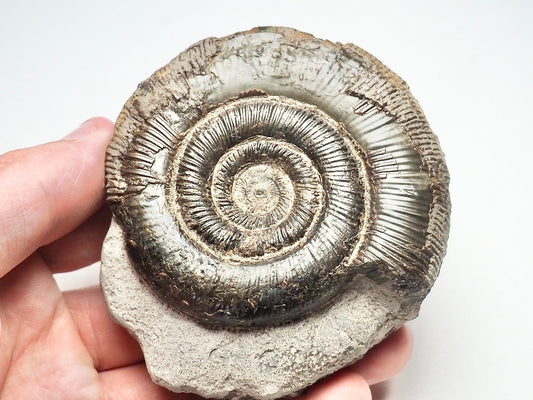 Dactylioceras Tenuicostatum