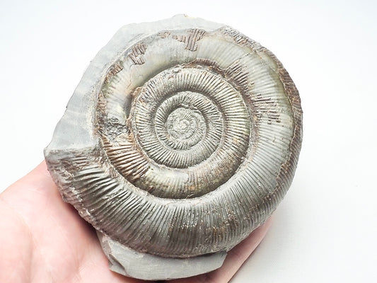 Dactylioceras Tenuicostatum