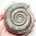 Tenuicostatum Dactylioceras Ammonite Fossil for Sale – Whitby Yorkshire Coast Jurassic