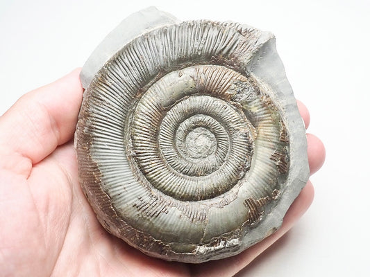 Dactylioceras Tenuicostatum