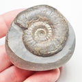 Grammoceras Ammonite Fossil – Whitby Yorkshire Coast – Jurassic