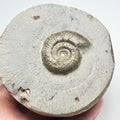 Semicelatum Dactylioceras Ammonite Fossil for Sale – Whitby Yorkshire Coast Jurassic