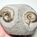 Grammoceras Ammonite Fossil – Whitby Yorkshire Coast – Jurassic