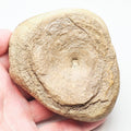 Ichthyosaur Vert