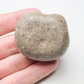 Eroded Piece Of Ichthyosaur Bone