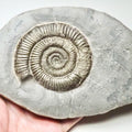 Dactylioceras Ammonite Fossil for Sale – Whitby Yorkshire Coast Jurassic