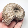 Liparoceras Ammonite – Whitby Jurassic Fossil – Yorkshire Coast