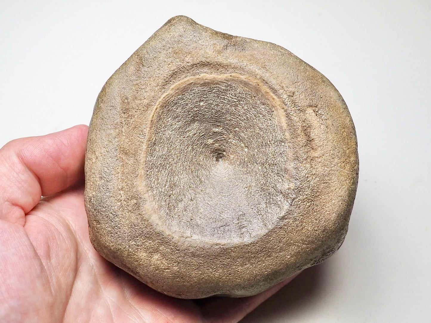 MONSTER Ichthyosaur Vertebra