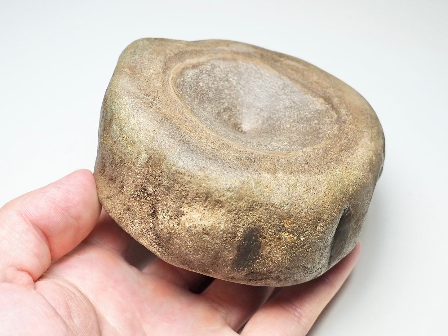 MONSTER Ichthyosaur Vertebra