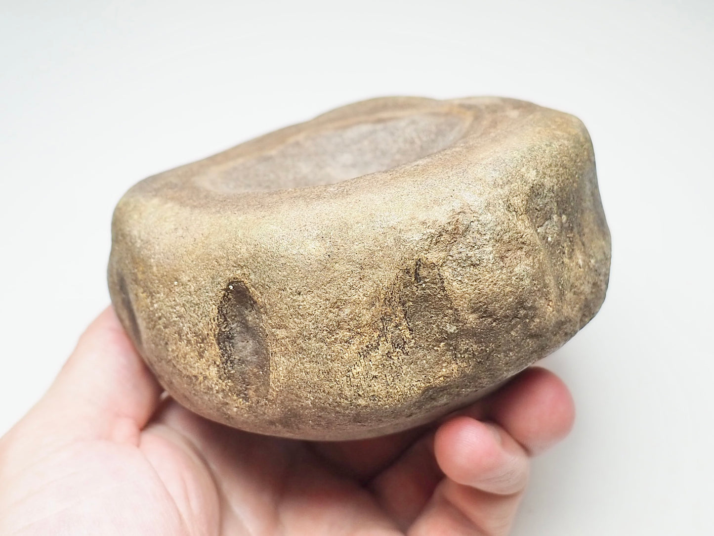 MONSTER Ichthyosaur Vertebra