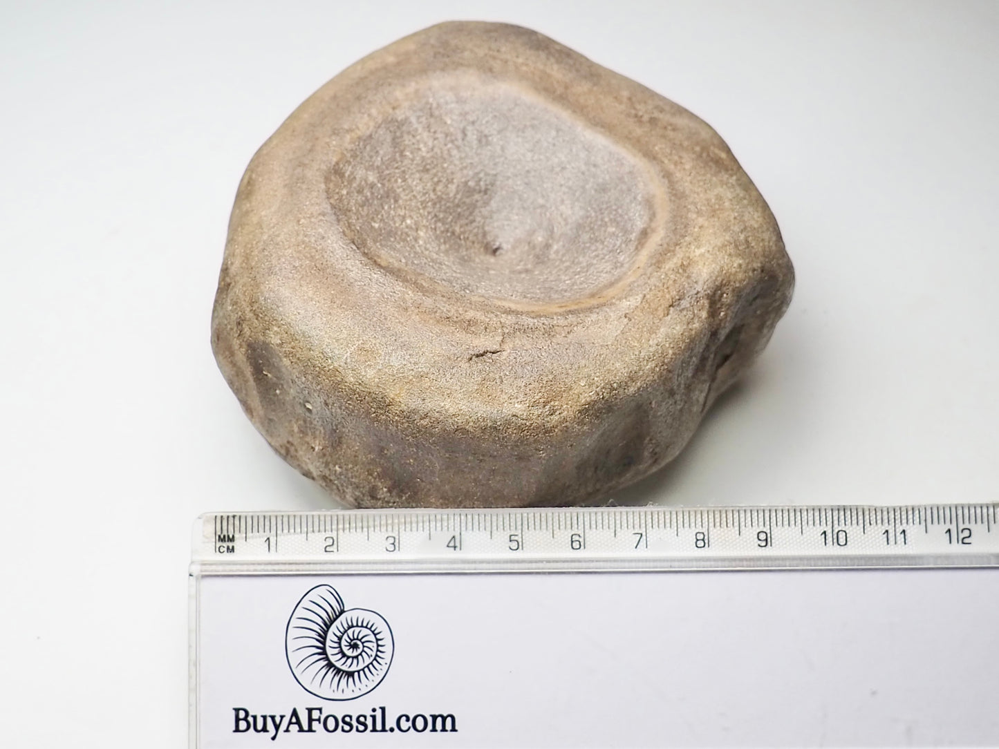 MONSTER Ichthyosaur Vertebra